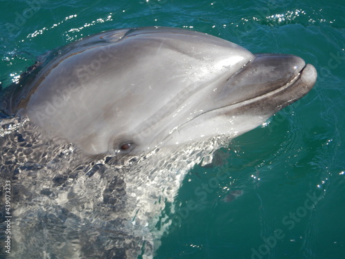 伊豆の海で見かけた人懐っこい瞳でこちらを気にしてるイルカさん