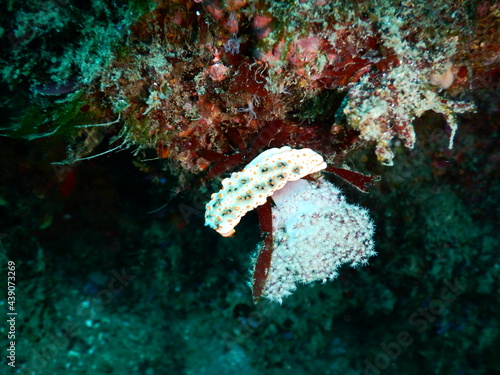 伊豆の海でダイビング中に見かけたオレンジの斑点が映えるハナオトメウミウシ