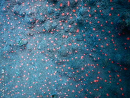 伊豆の海でダイビング中に見かけた赤い斑点が幻想的なサンゴ