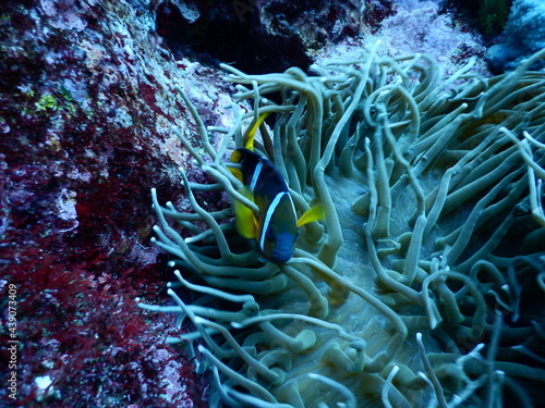 伊豆の海でダイビング中に見かけたイソギンチャクに隠れん坊のクマノミ