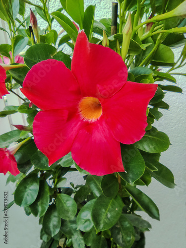 Wallpaper Mural Dipladenia (Mandevilla)  Torontodigital.ca