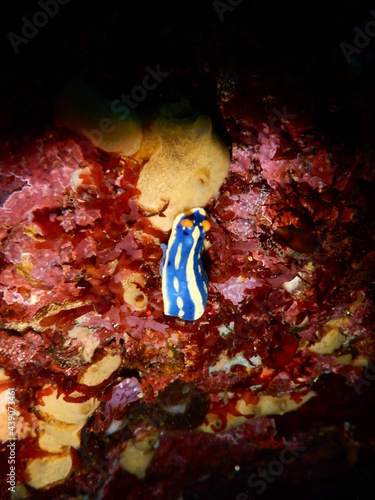 伊豆の海でダイビング中に見かけた青と黄色のコントラストが映えるアオウミウシ