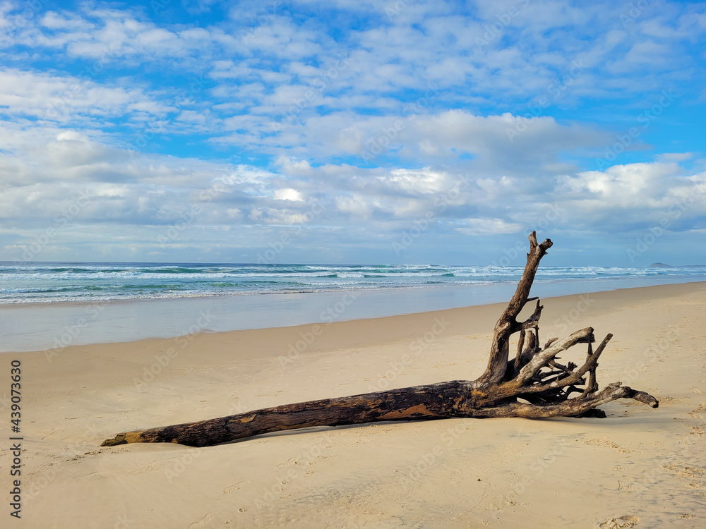 Beach driftwood in Northern NSW