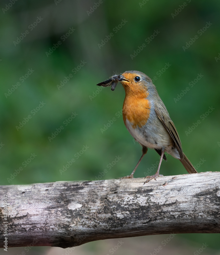 Rotkehlchen (Erithacus rubecula) auf einem Ast Rotkehlchen (Erithacus rubecula) auf einem Ast