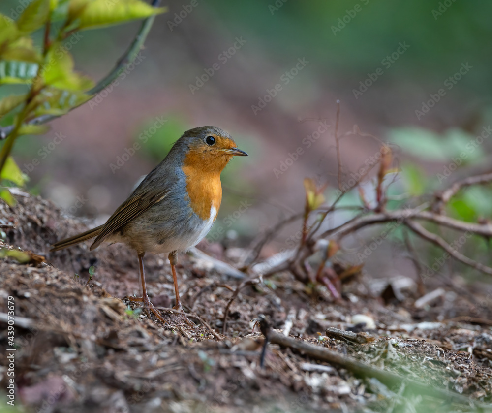 Rotkehlchen (Erithacus rubecula) auf einem Stein Rotkehlchen (Erithacus rubecula) auf einem Stein