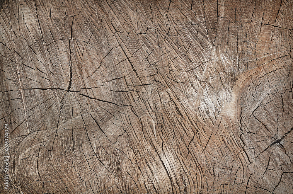 Fototapeta premium texture section of a tree trunk