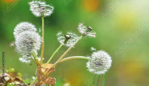 white dandelions on a blurry green background in summer