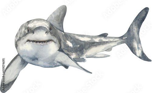 Watercolor illustration of a white shark. Perfect for printing, web, textile design, various souvenirs.