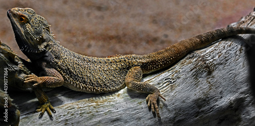 Bearded dragon on the beam. Latin name - Amphibolurus vitticeps 