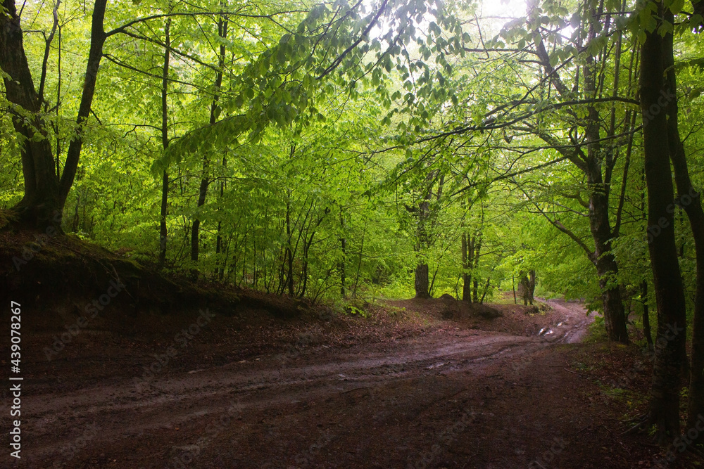 Fototapeta premium dirt road going through the forest through the trees