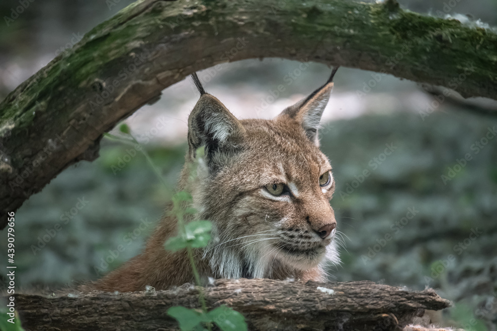 Fototapeta premium Closeup of Eurasian lynx (Lynx lynx) in its natural habitat