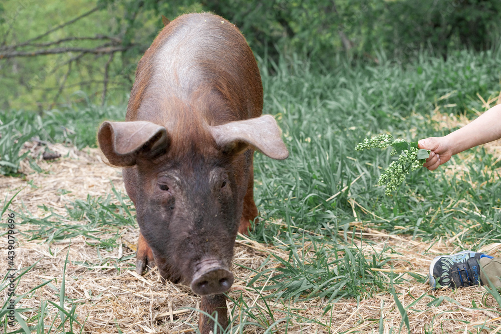 piglet with dark brown hair and curled pig tail in a cage eating grass on a pig pork farm piglet with dark brown hair and curled pig tail in a cage eating grass on a pig pork farm