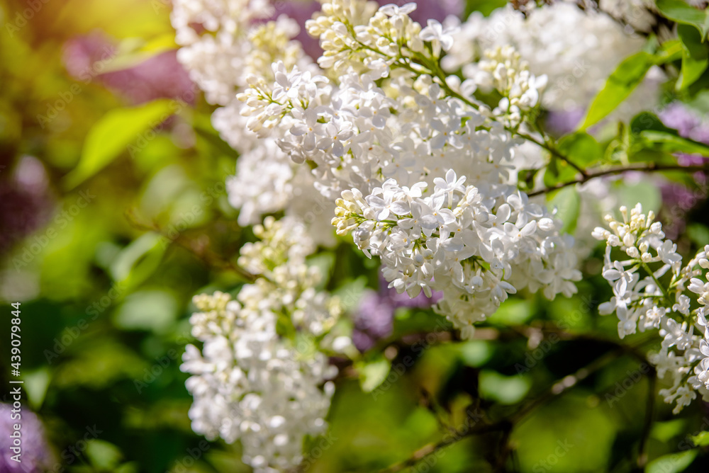 Inflorescence of a white lilac against a blue sky
Inflorescence of a white lilac against a blue sky