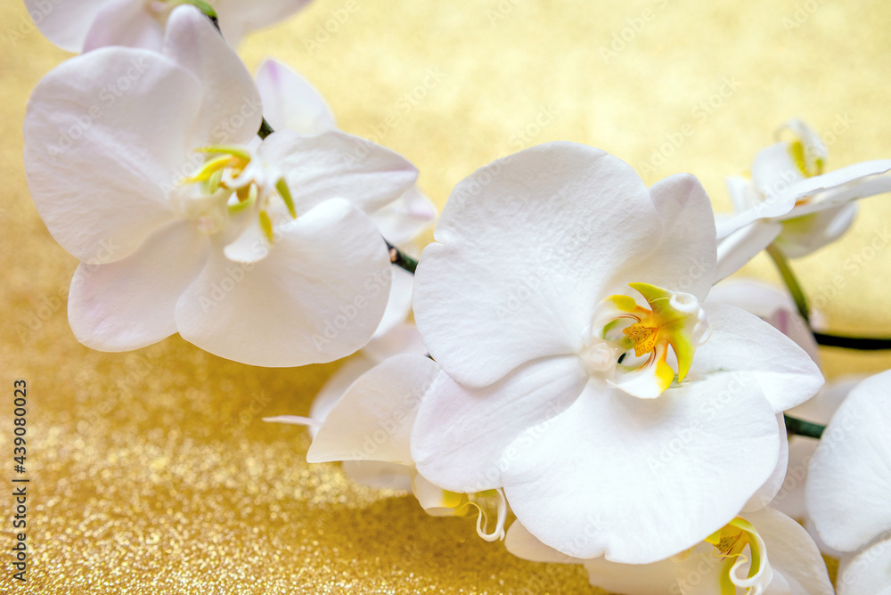 A branch of white orchids on a shiny gold background
A branch of white orchids on a shiny gold background