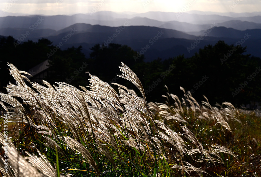 Fototapeta premium 秋の升水高原 