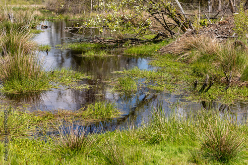 Swamp landscape with watercourse in the Eifel region