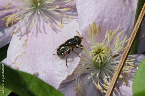 Schwebfliege - Eristalinus-sepulchralis photo