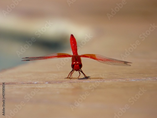 Libellule, demoiselle rouge posée avec ses ailes déployées 