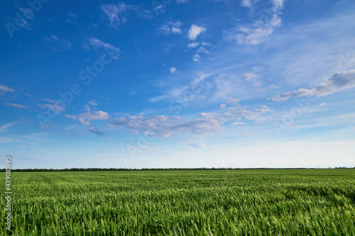 Field for growing young wheat  barley  rye. Young green wheat sprouts of grain crops. Agricultural land.