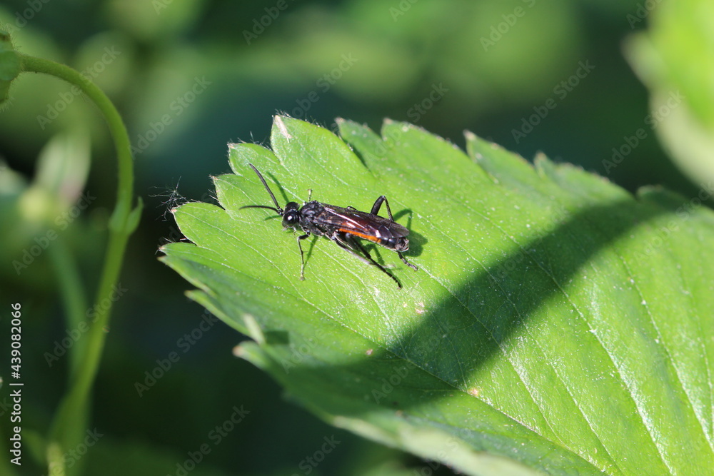 Dolerus sp. - Pflanzenwespe Dolerus sp. - Pflanzenwespe