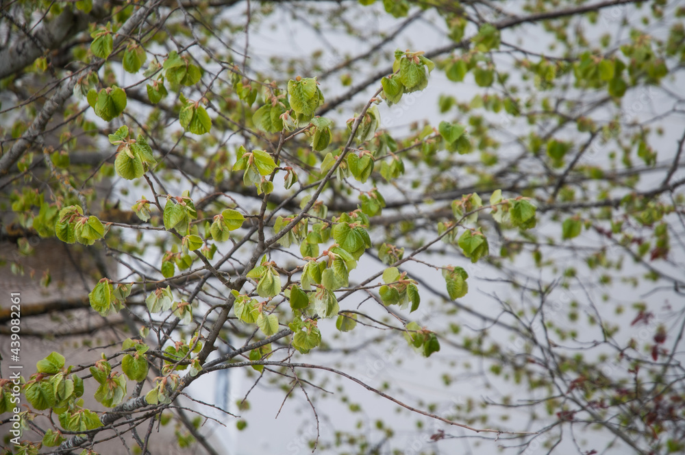 the fresh green leaves of a linden tree the fresh green leaves of a linden tree