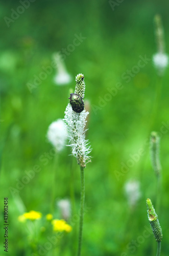 Wildflower with a beetle.