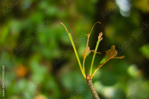 single bare wild flower leaf on a natural green background