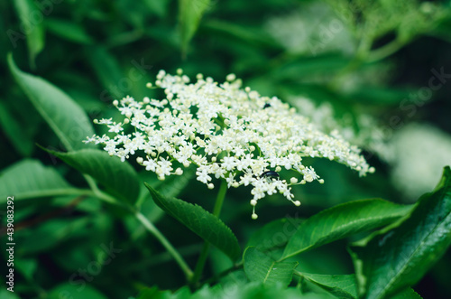 Elderberry flower on a background of green leaves.