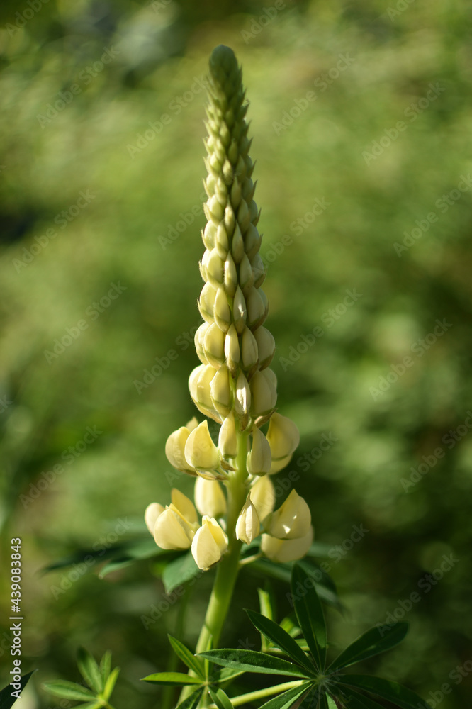 lupines bloom time lupines bloom time
