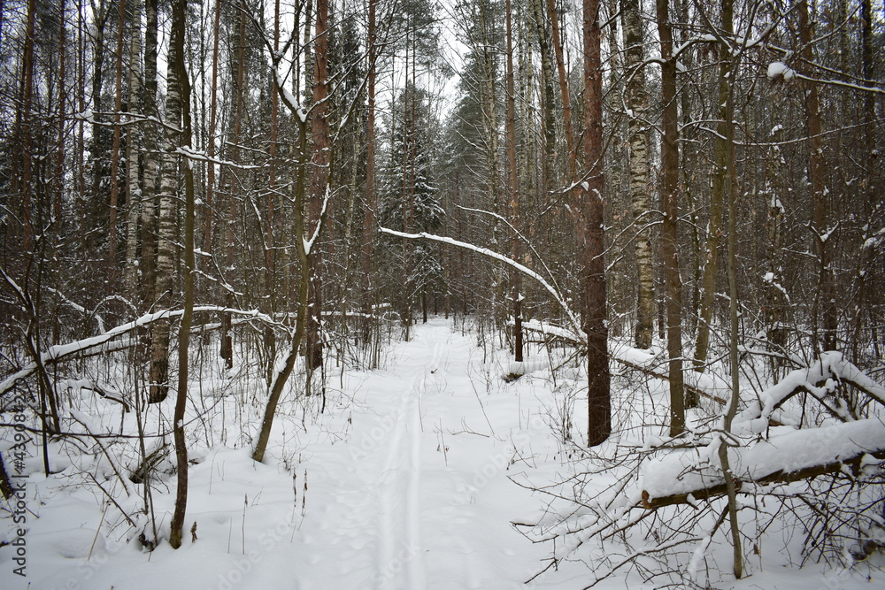 forest in winter forest in winter