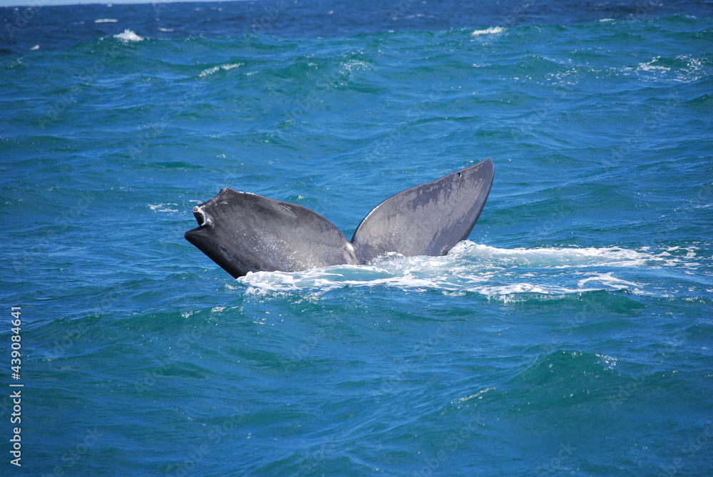 Fototapeta premium whale-1