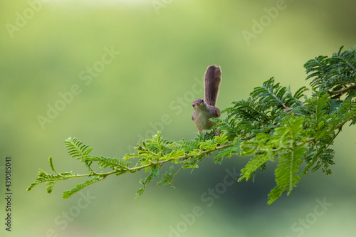 a beautiful Graceful prinia( graceful warbler ) perched on bush like a models . yemen 