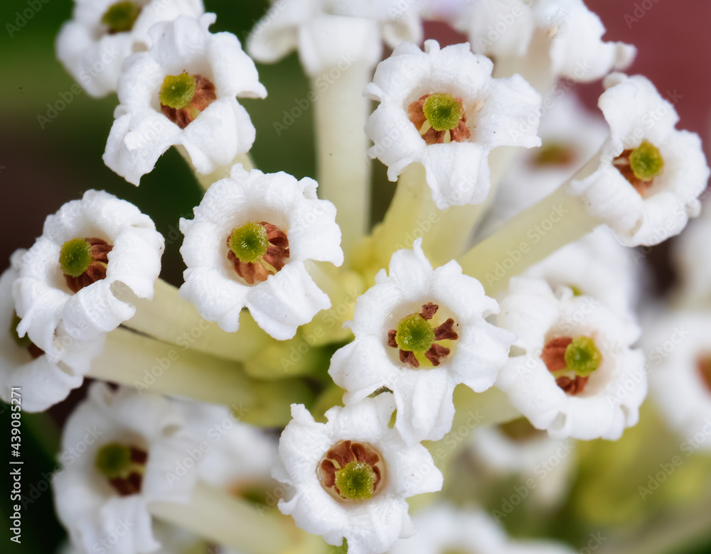 White Cestrum diurnum flower close up White Cestrum diurnum flower close up