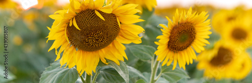 Bright yellow sunflower in the field against the sky. Beautiful sunflower close-up photo