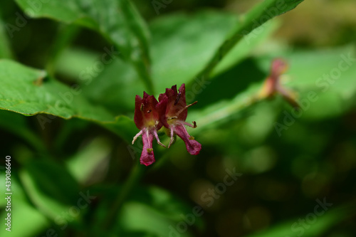 Alpen-Heckenkirsche, Lonicera alpigena, lila, dunkelrote Blüte, kleinblütig montan im Juni blühend mit gelblichem Mäulchen