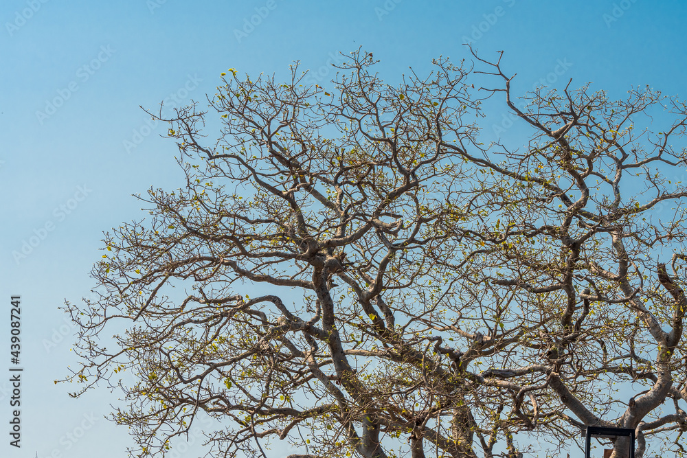 A big tree that is springing new leaves A big tree that is springing new leaves