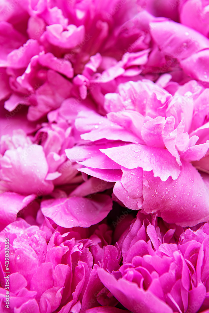 Pink peony flowers as a background