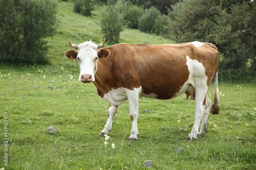 brown cow spreading in the meadow © aktifreklam