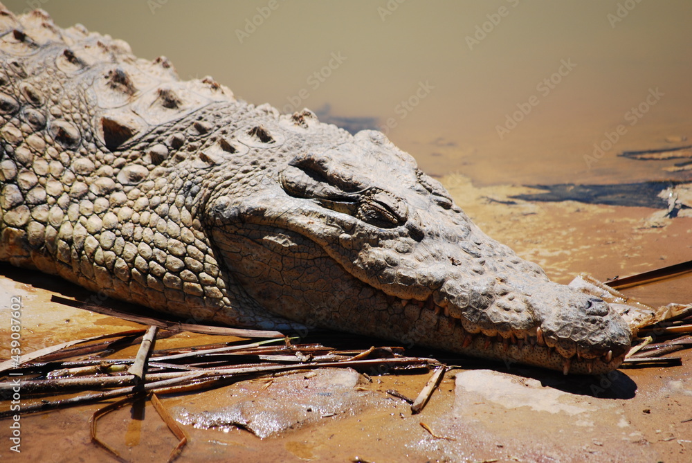 Fototapeta premium crocodile-2