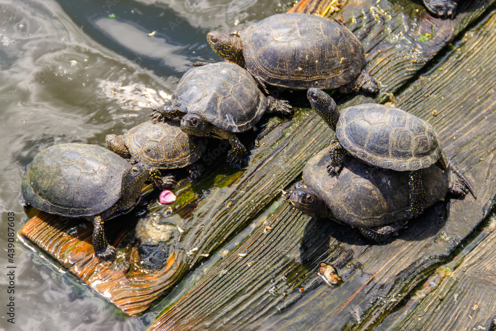 Fototapeta premium European pond turtle (Emys orbicularis)
