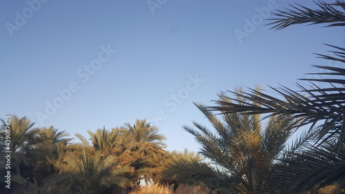 palm trees against the sky