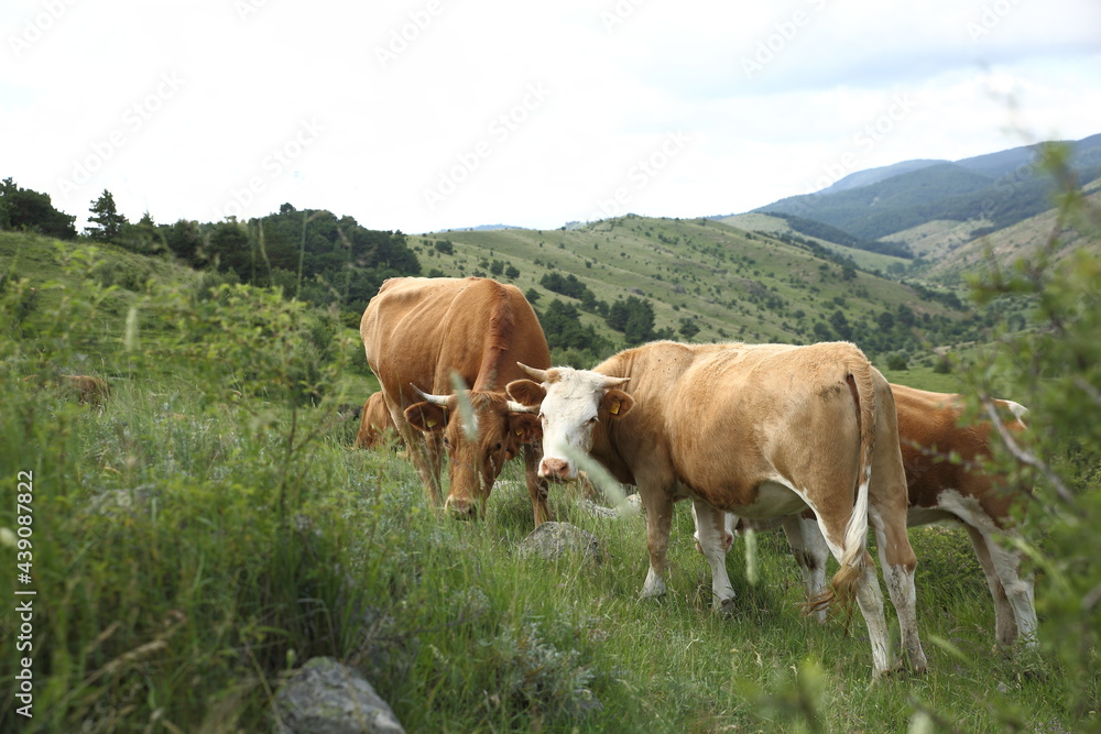 brown cow spreading in the meadow