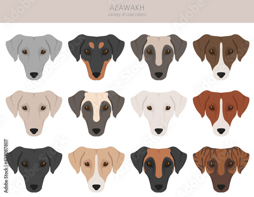Azawakh all colours clipart. Different coat colors and poses set