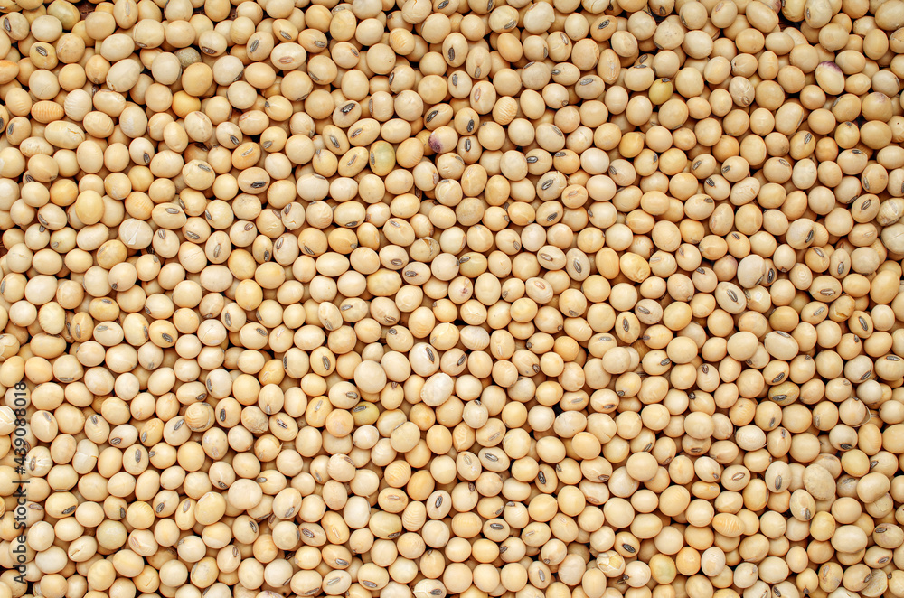 Dry organic soybean seed background, for clean food ingredient or agricultural product concept Dry organic soybean seed background, for clean food ingredient or agricultural product concept