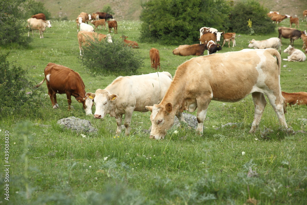 brown cow spreading in the meadow brown cow spreading in the meadow