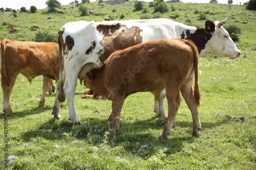 brown cow spreading in the meadow photo