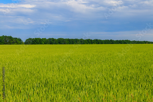 View of a field of young green wheat