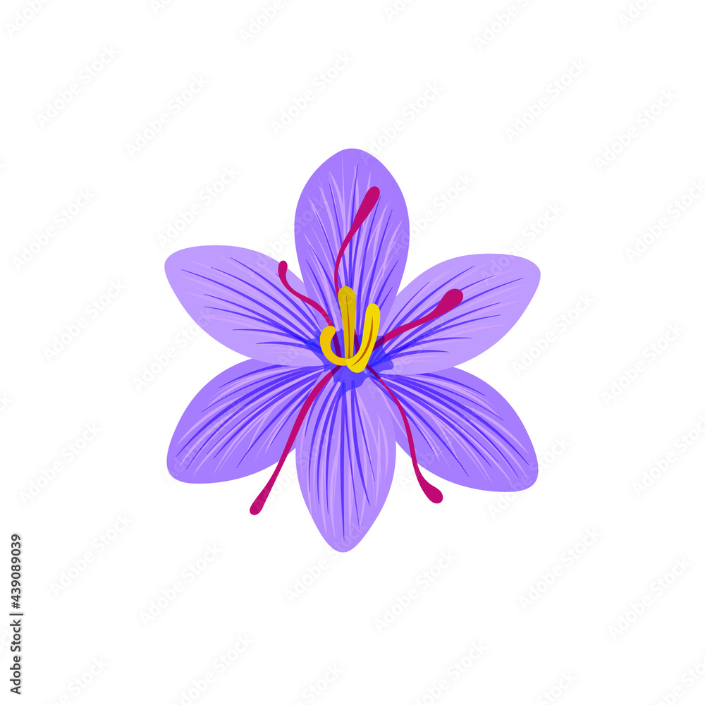 Vector Saffron illustration, saffron flower isolated on white background, colorful flower.
