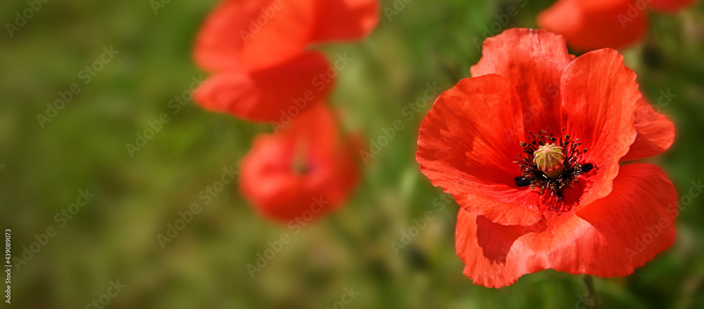 Obraz premium Klatschmohnblüte