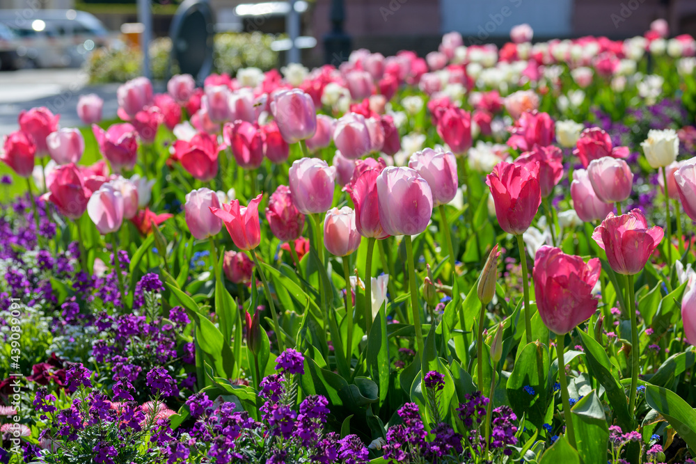 Urban flowerbed filled with an assortment of colourful spring flowers